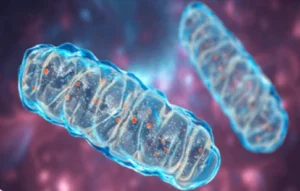 Advanced Mitochondrial Formula Benefits