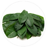 Soursop Leaf Extract